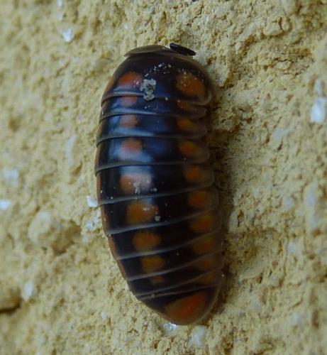 Glomeris esterelana